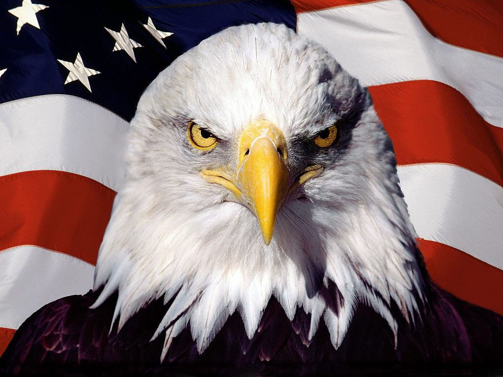 Eagle Bird on Flag925903801 - Eagle Bird on Flag - Flag, Eagle, Bird